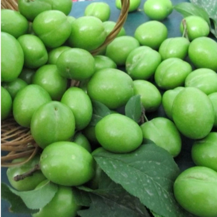 نهال آلوچه و گوجه سبز سردرودی