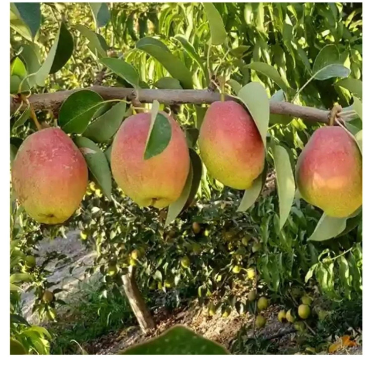 نهال گلابی درگزی (حداقل ارسال 4 عدد)
