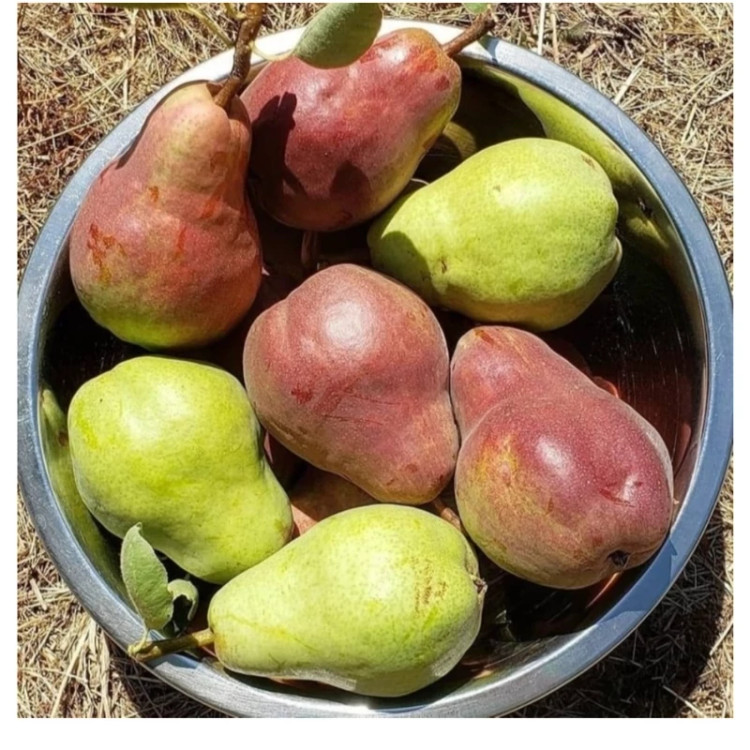 نهال گلابی درگزی (حداقل ارسال 4 عدد)