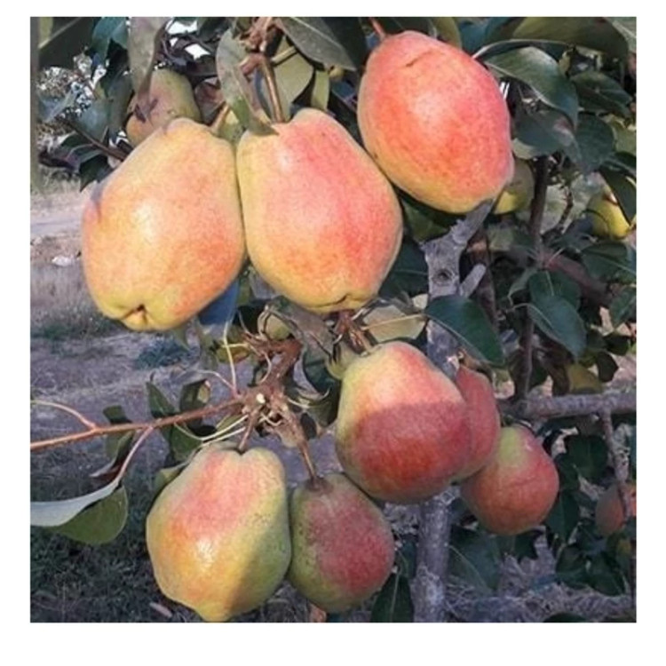 نهال گلابی درگزی (حداقل ارسال 4 عدد)
