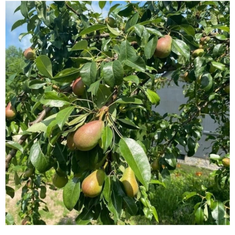 نهال گلابی درگزی (حداقل ارسال 4 عدد)