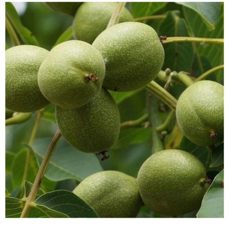نهال گردو فرنور پیوندی