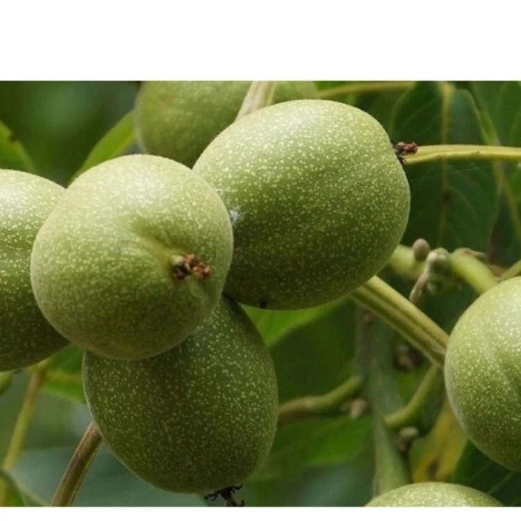 نهال گردو فرنور پیوندی