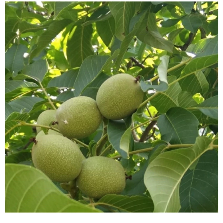 نهال گردو فرنور پیوندی