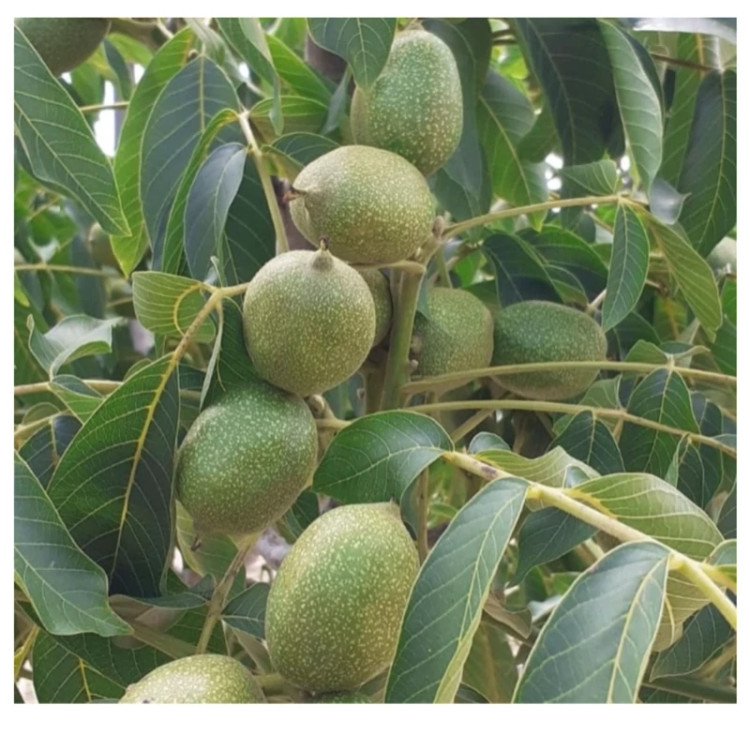 نهال گردو فرنور پیوندی