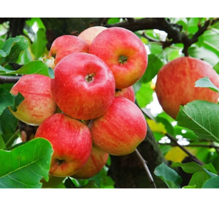 نهال سیب گلاب کهنز(حداقل ارسال 4 عدد)