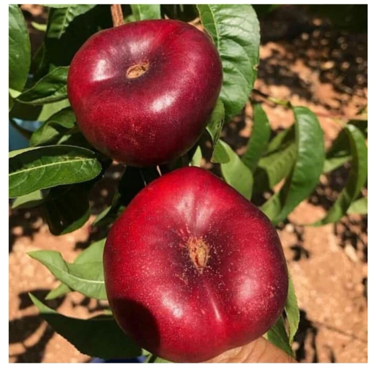 نهال شلیل انجیری