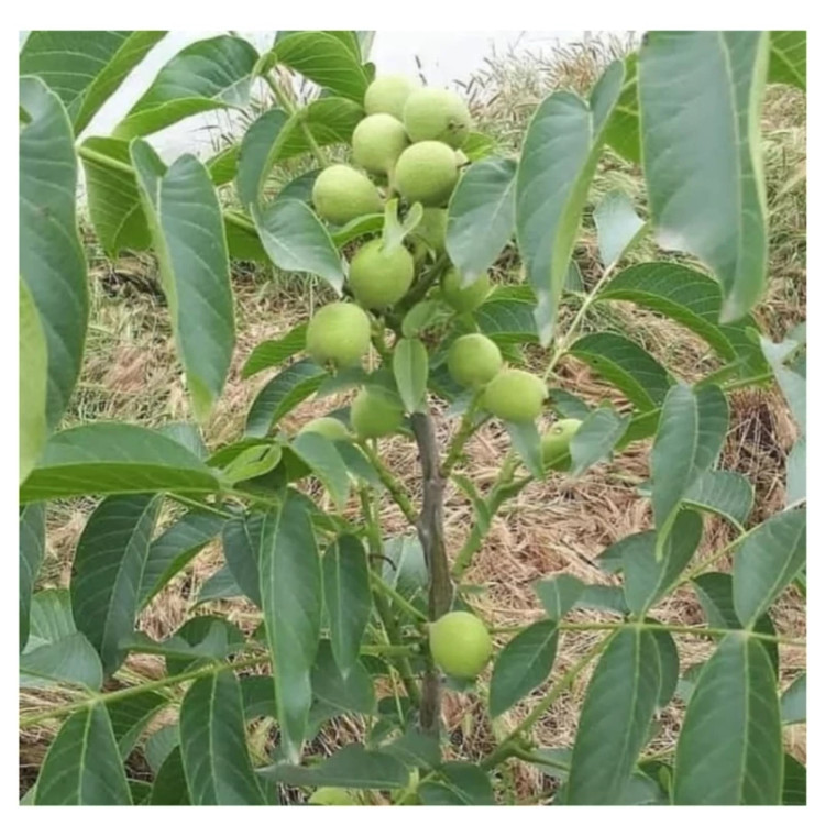 گردو چندلر پیوندی