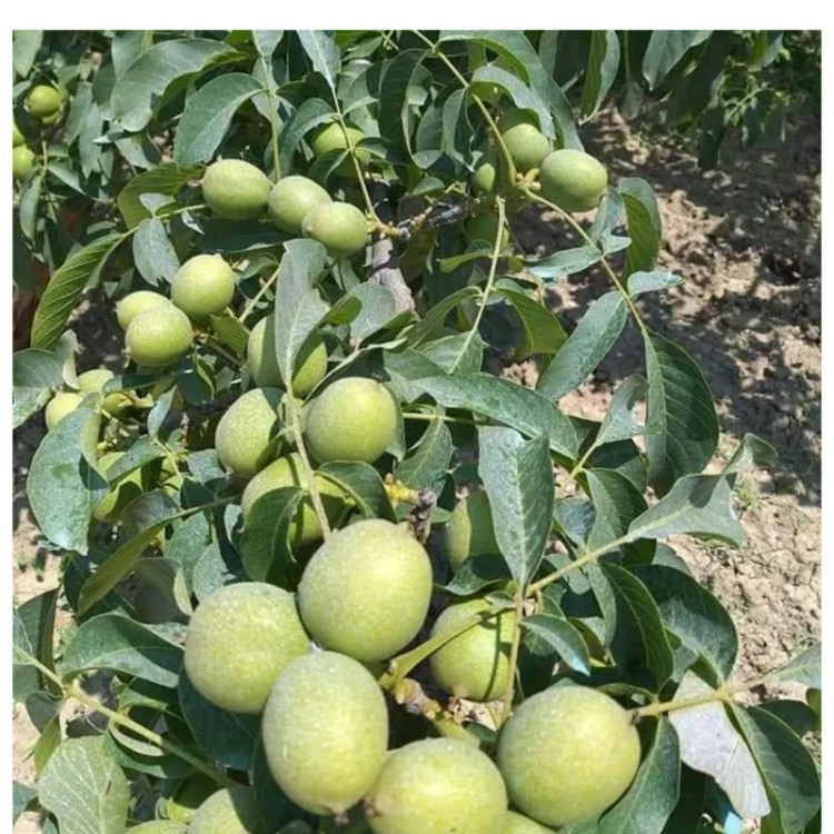 گردو چندلر پیوندی