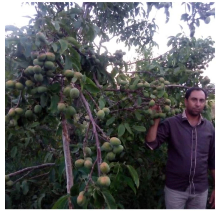 گردو چندلر پیوندی