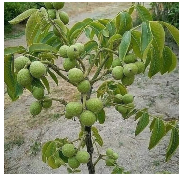 گردو چندلر پیوندی