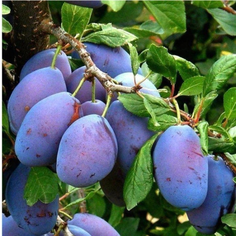 نهال آلو بخارا سیاه
