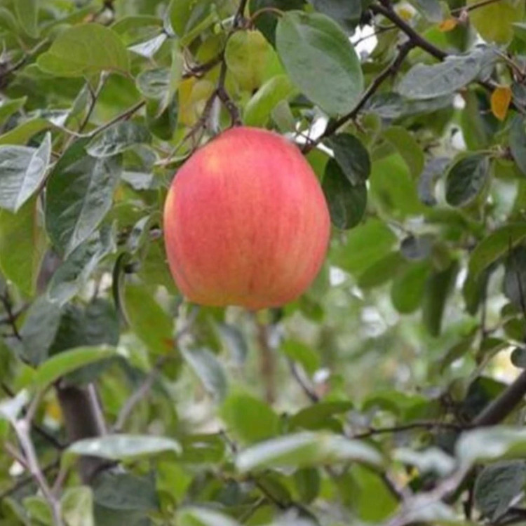 نهال به قرمز