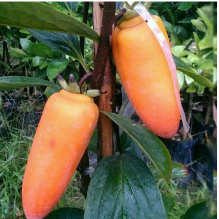 نهال خرمالو انبه ای (موزی)