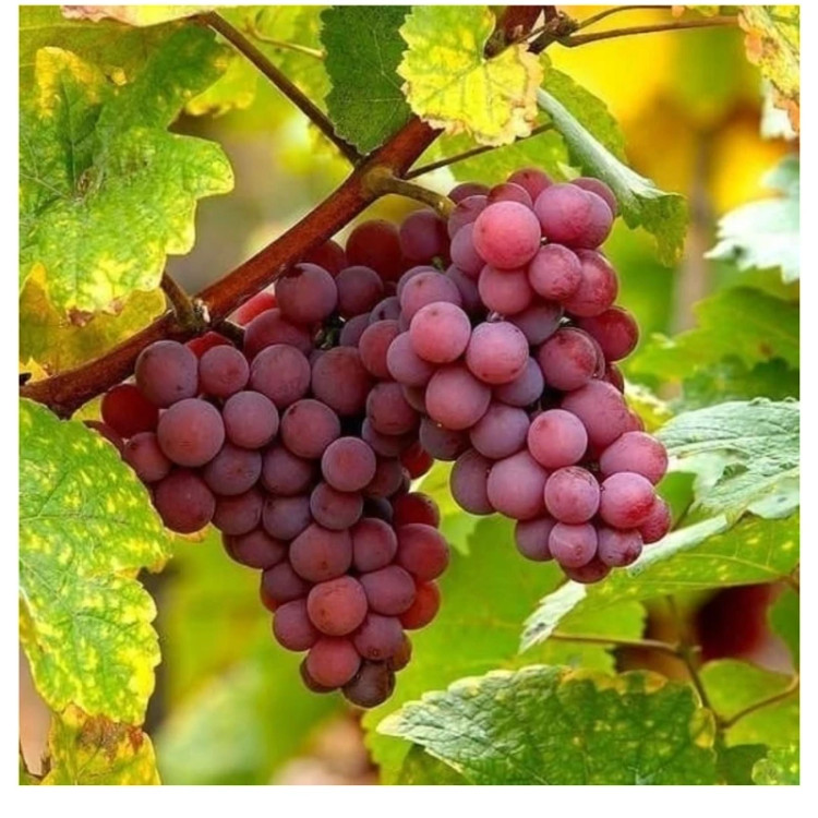 نهال انگور ردگلوب(حداقل ارسال 4 عدد) پسکرایه