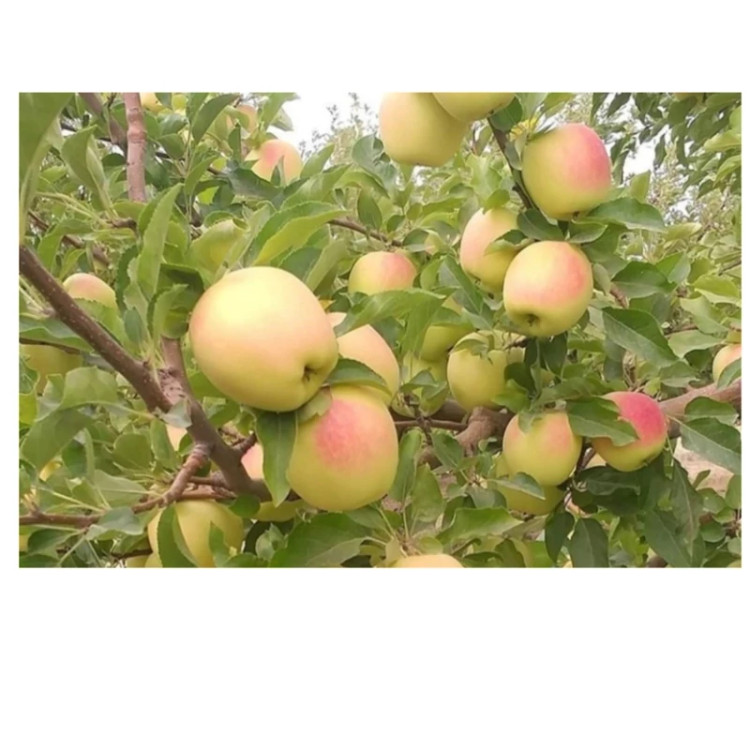 نهال سیب زرد فرانسه (حداقل ارسال 4عدد)