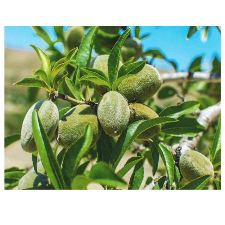 نهال بادام شکوفه (حداقل ارسال 4 عدد)