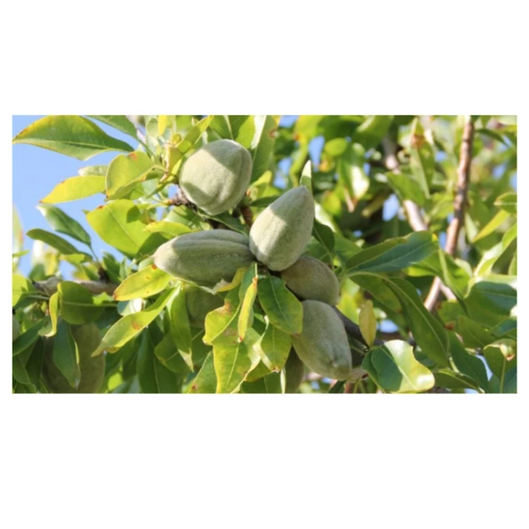 نهال بادام شکوفه (حداقل ارسال 4 عدد)