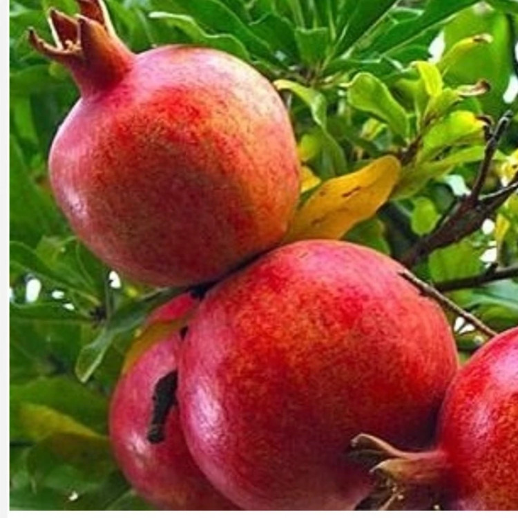 نهال انار واندرفول