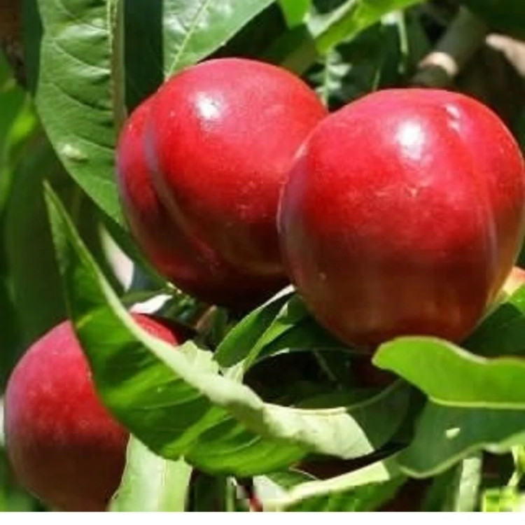 نهال شلیل رد گلد