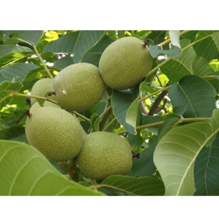 گردو کوپه کانادایی پیوندی