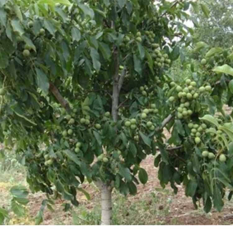 گردو کوپه کانادایی پیوندی