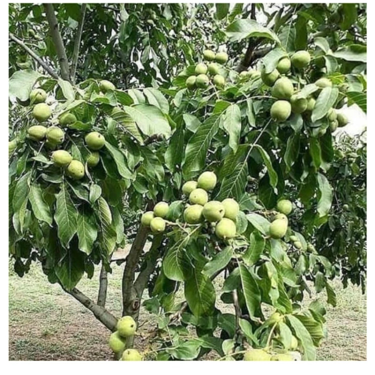 گردو کوپه کانادایی پیوندی