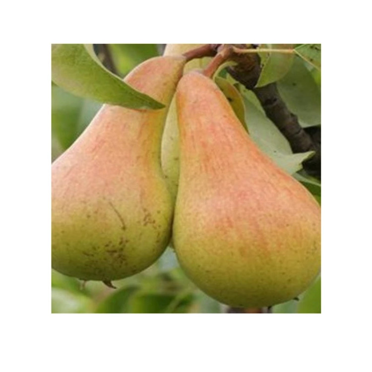 نهال گلابی شاه میوه دوساله