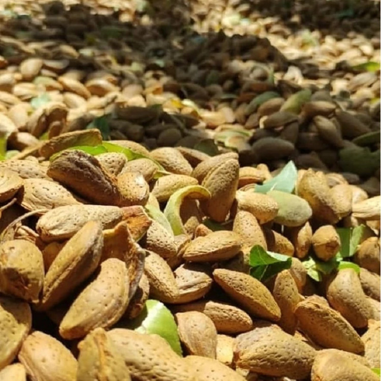 نهال بادام مامایی گلدانی