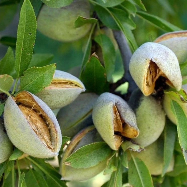 نهال بادام مامایی گلدانی