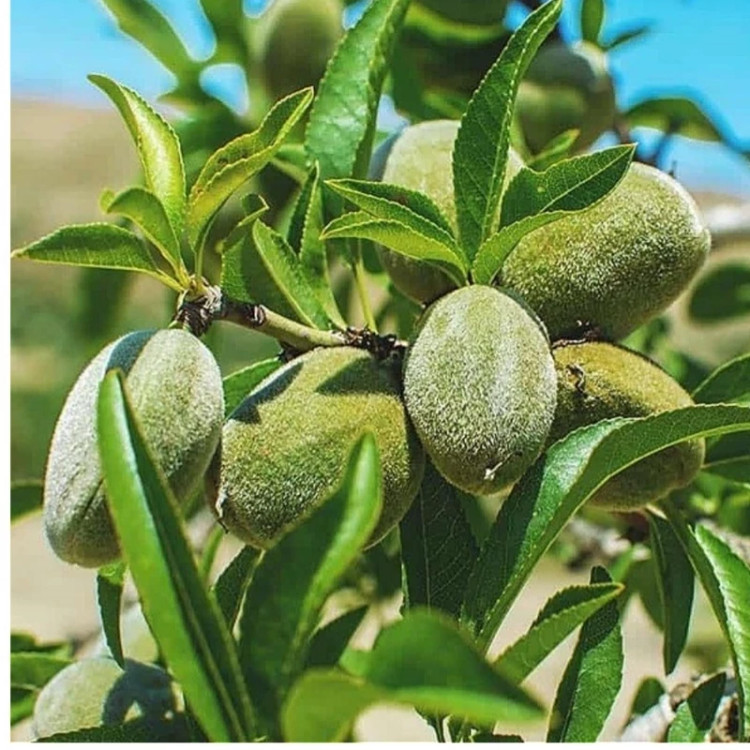 نهال بادام مامایی گلدانی