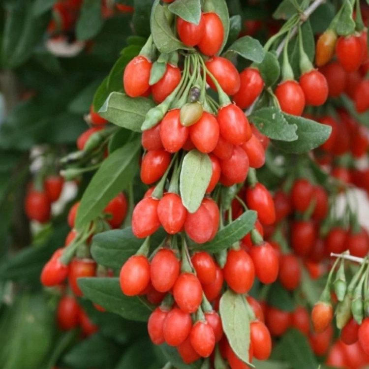 نهال گوجه بری