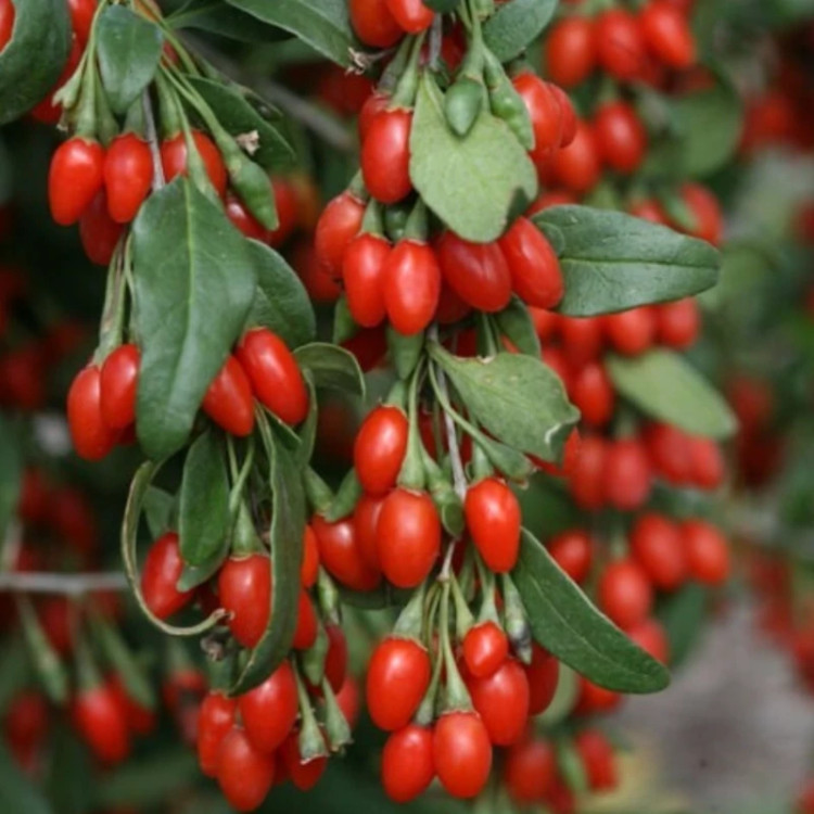 نهال گوجه بری