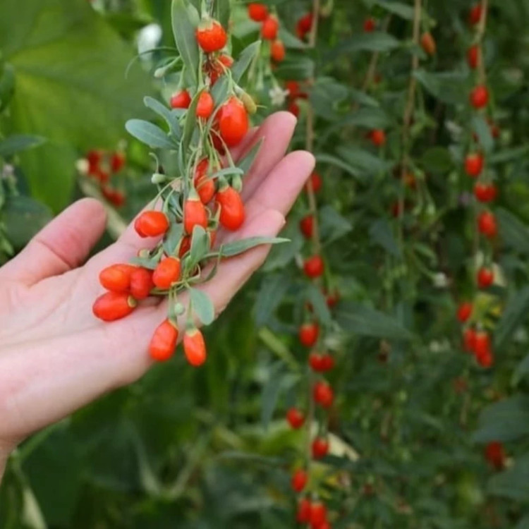 نهال گوجه بری