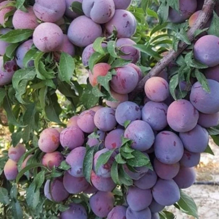 نهال آلو اختری