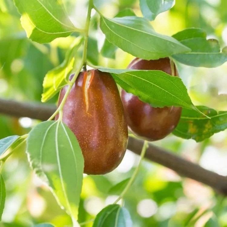 نهال پیوندی عناب اکراینی (خرمایی)