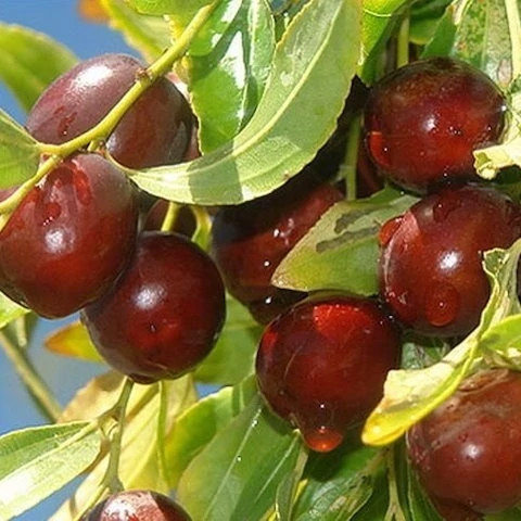 نهال پیوندی عناب اکراینی (خرمایی)