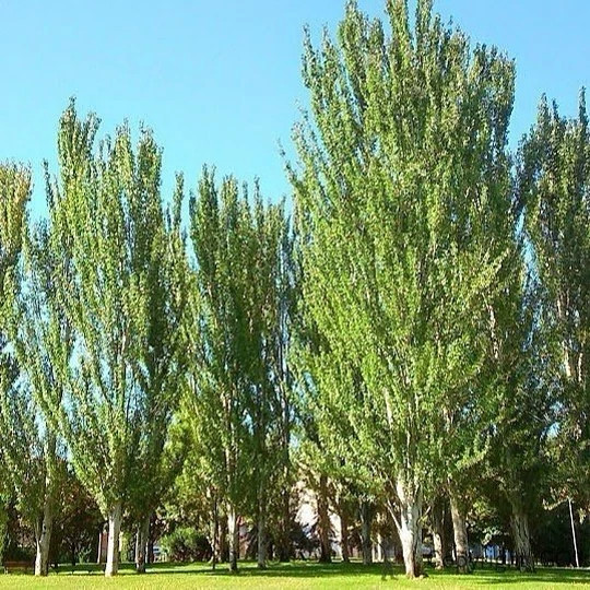 نهال کبوده حداقل ارسال 9 عدد (پس کرایه)