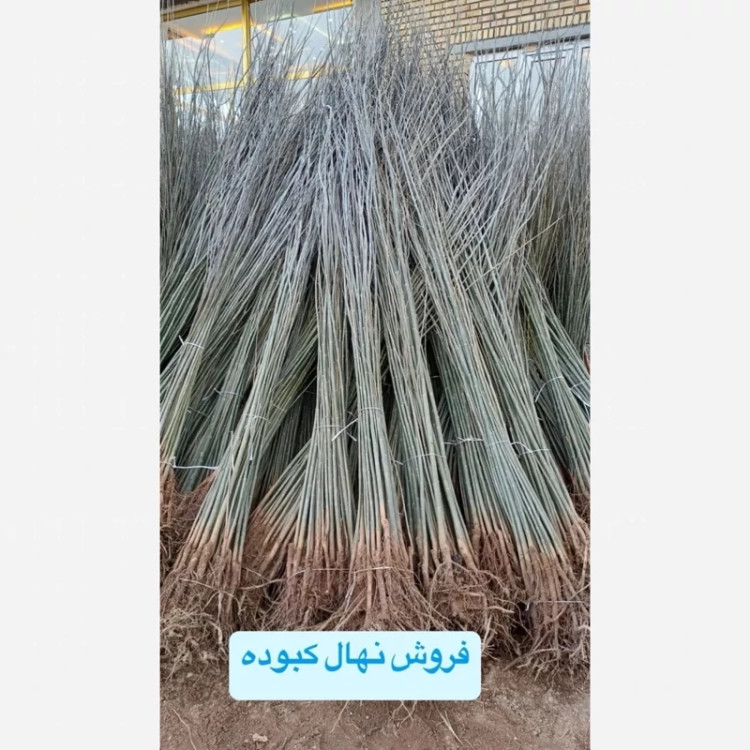نهال کبوده حداقل ارسال 9 عدد (پس کرایه)