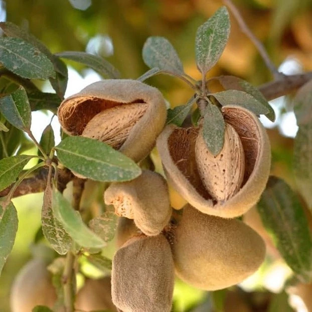 نهال بادام سوپر نوا