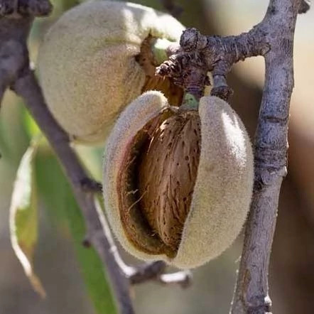 نهال بادام سوپر نوا