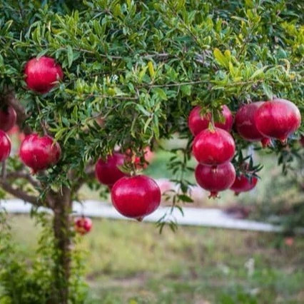 نهال انار دانه قرمز شیراز