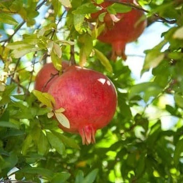 نهال انار دانه قرمز شیراز