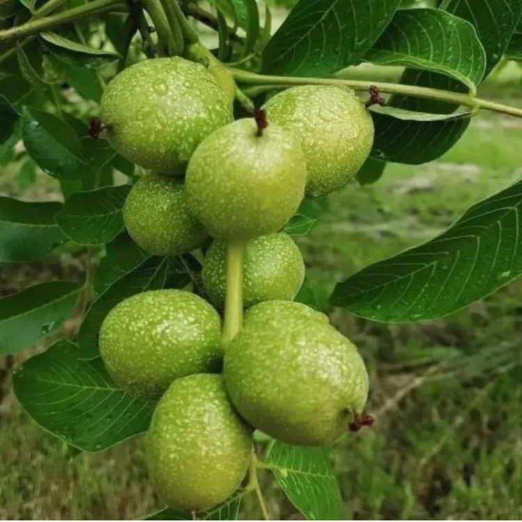 نهال گردو آلتایی ترکیه