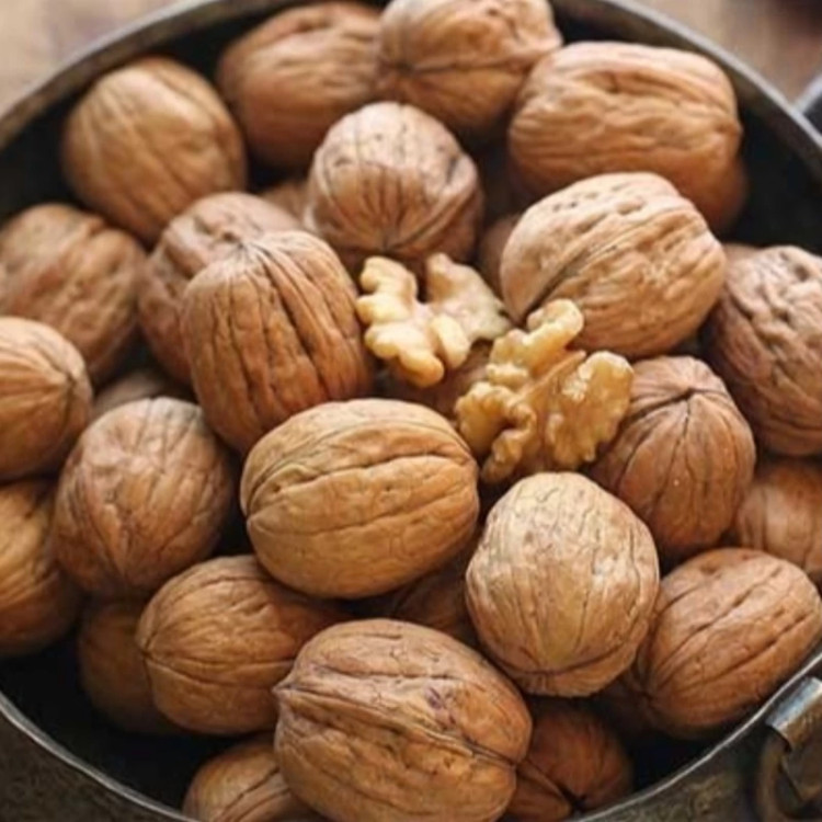 نهال گردو آلتایی ترکیه