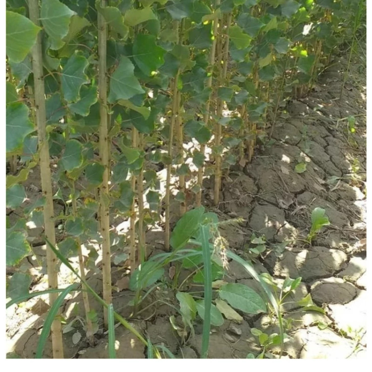 نهال صنوبر ترکیه نیگرا سایز 2 تا 3 متری