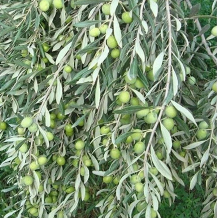 نهال زیتون ماری
