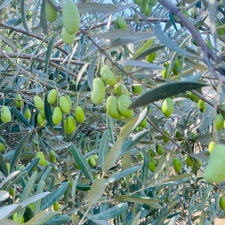 نهال زیتون ماری