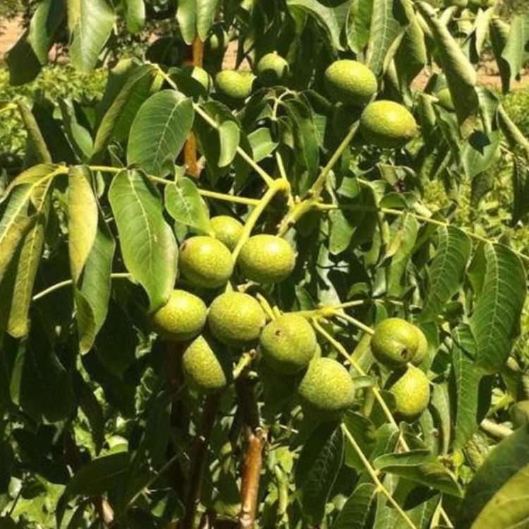 نهال گردو فرانکت گرده افشان