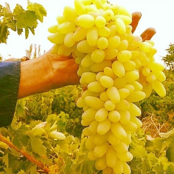 نهال انگور ریش بابا سبز 2ساله